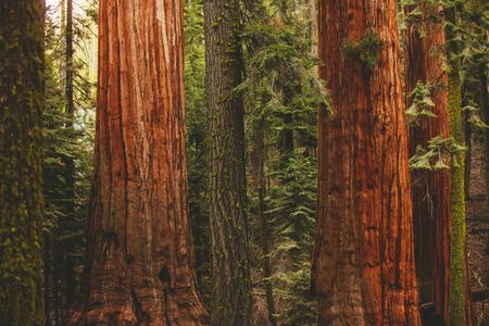 Majestic Redwoods — 500-piece jigsaw puzzle