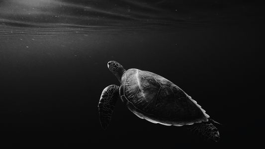 Serene Underwater Journey — 100-piece jigsaw puzzle