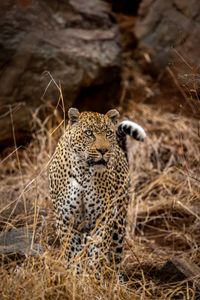 Leopard in the Wild — 200-piece jigsaw puzzle