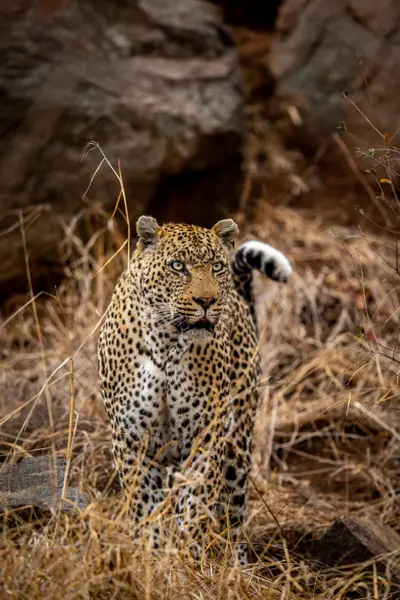 Leopard in the Wild — 200-piece jigsaw puzzle