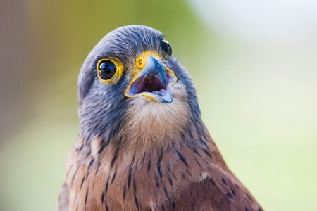 Curious Falcon Gaze — 400-piece jigsaw puzzle