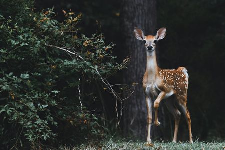 Curious Young Deer — 400-piece jigsaw puzzle