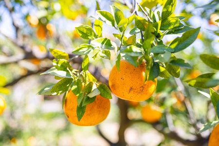 Auringonpaisteinen appelsiinilehto — 100 palan palapeli