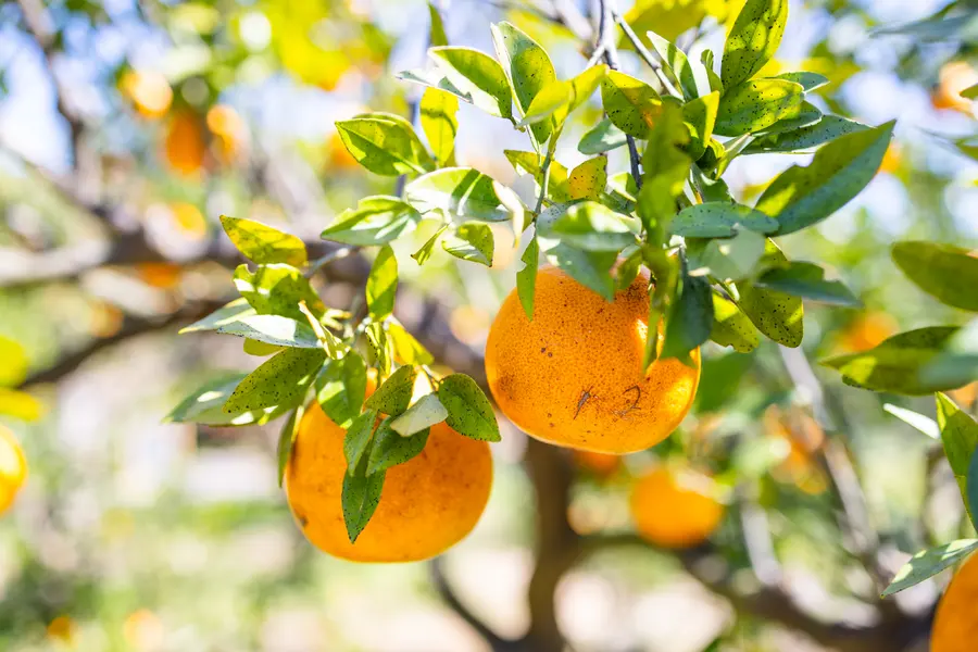 Sunlit Orange Grove — 100-piece jigsaw puzzle