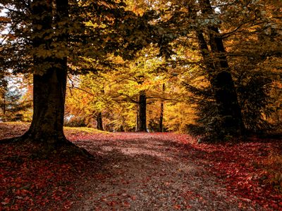Autumn Forest Path — 300-piece jigsaw puzzle