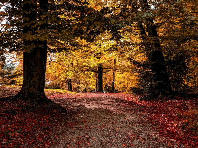 Autumn Forest Path — 300-piece jigsaw puzzle