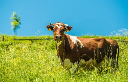 Brown And White Cow In Meadow — 40-piece jigsaw puzzle