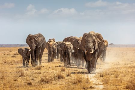 March of Elephants — 200-piece jigsaw puzzle