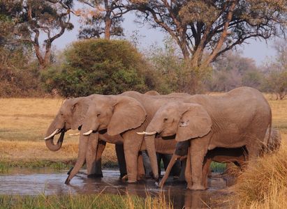 Elephants by the Water — 300-piece jigsaw puzzle