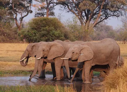 Elephants by the Water — 300-piece jigsaw puzzle
