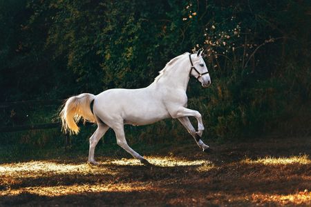 Graceful White Stallion — 400-piece jigsaw puzzle