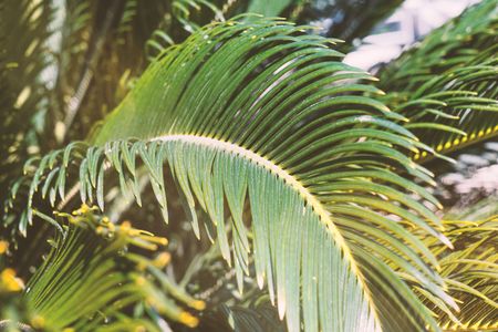 Sunlit Palm Leaves — 300-piece jigsaw puzzle