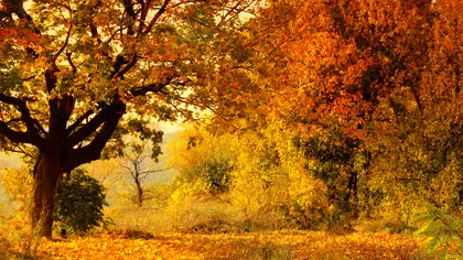 Golden Autumn Forest — 300-piece jigsaw puzzle