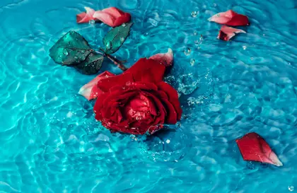 Rose in Turquoise Water — 200-piece jigsaw puzzle
