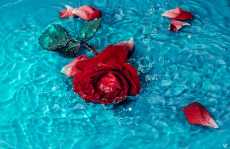Rose in Turquoise Water — 200-piece jigsaw puzzle