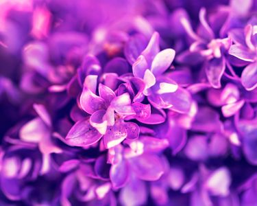 Violet Petal Symphony — 64-piece jigsaw puzzle