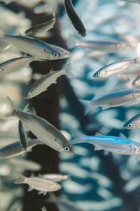 School of Fishes — 300-piece jigsaw puzzle