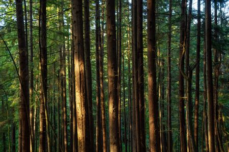 Sunlit Forest Serenity — 500-piece jigsaw puzzle