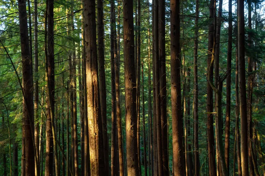 Sunlit Forest Serenity — 500-piece jigsaw puzzle