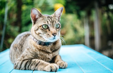 Serene Tabby Cat — 200-piece jigsaw puzzle