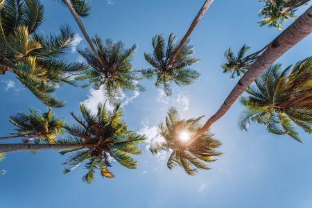 Palms and Sunshine — 500-piece jigsaw puzzle