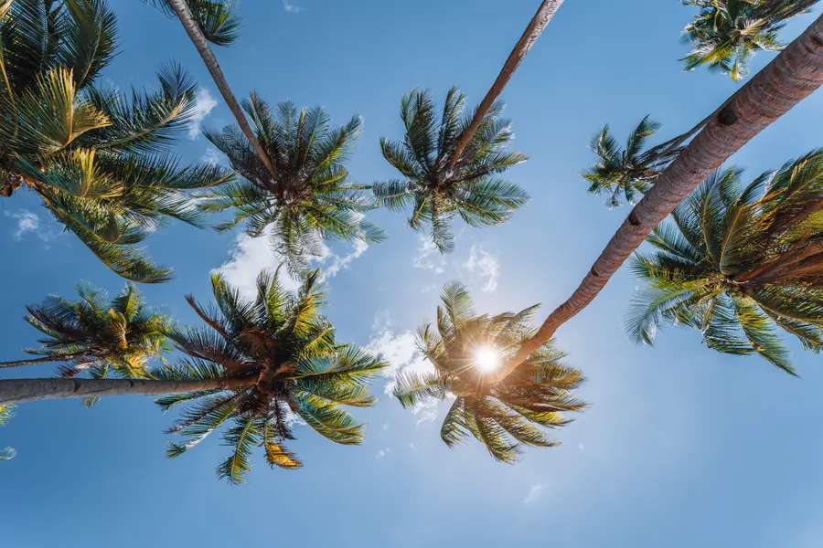 Palms and Sunshine — 500-piece jigsaw puzzle