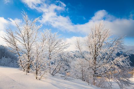 Winter Wonderland — 300-piece jigsaw puzzle