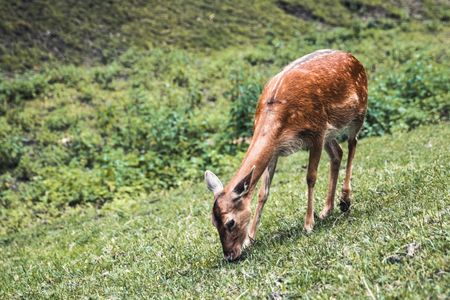 Grazing Deer Serenity — 150-piece jigsaw puzzle