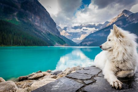 Serene Lake Companion — 300-piece jigsaw puzzle