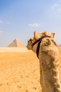 Camel and Pyramid — 100-piece jigsaw puzzle