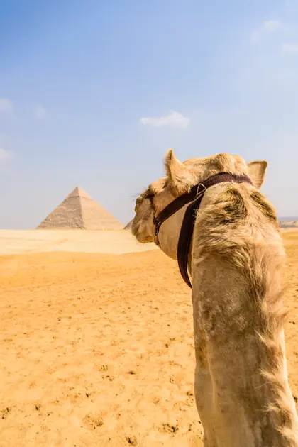 Camel and Pyramid — 100-piece jigsaw puzzle