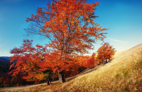 Autumn Hillside Glow — 100-piece jigsaw puzzle