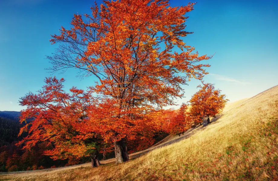 Autumn Hillside Glow — 100-piece jigsaw puzzle