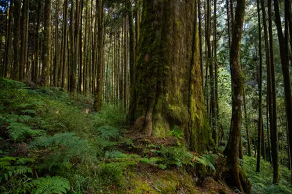 Majestic Forest Giants — 200-piece jigsaw puzzle
