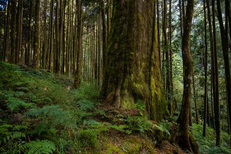 Majestic Forest Giants — 200-piece jigsaw puzzle