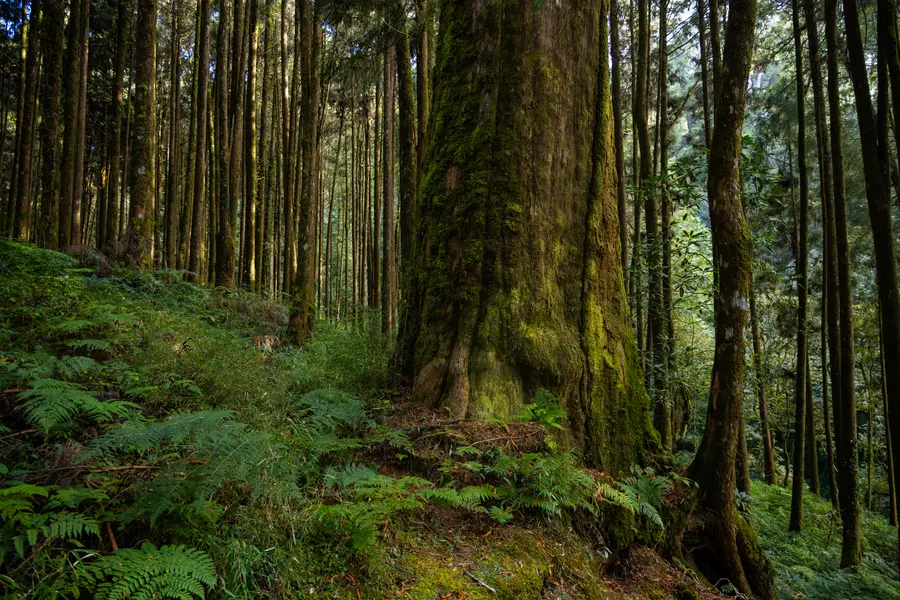 Majestic Forest Giants — 200-piece jigsaw puzzle