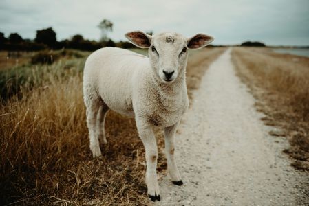 Lone Sheep on Path — 400-piece jigsaw puzzle
