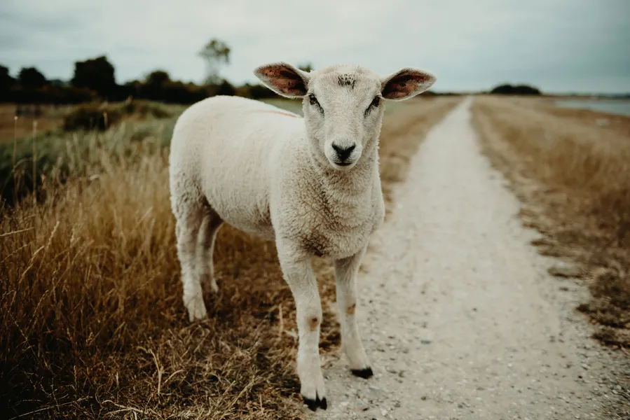Mouton seul sur le chemin — puzzle de 400 pièces