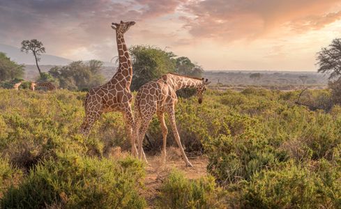 Giraffes in Golden Light — 300-piece jigsaw puzzle