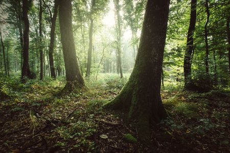 Sunlit Forest Glade — 300-piece jigsaw puzzle