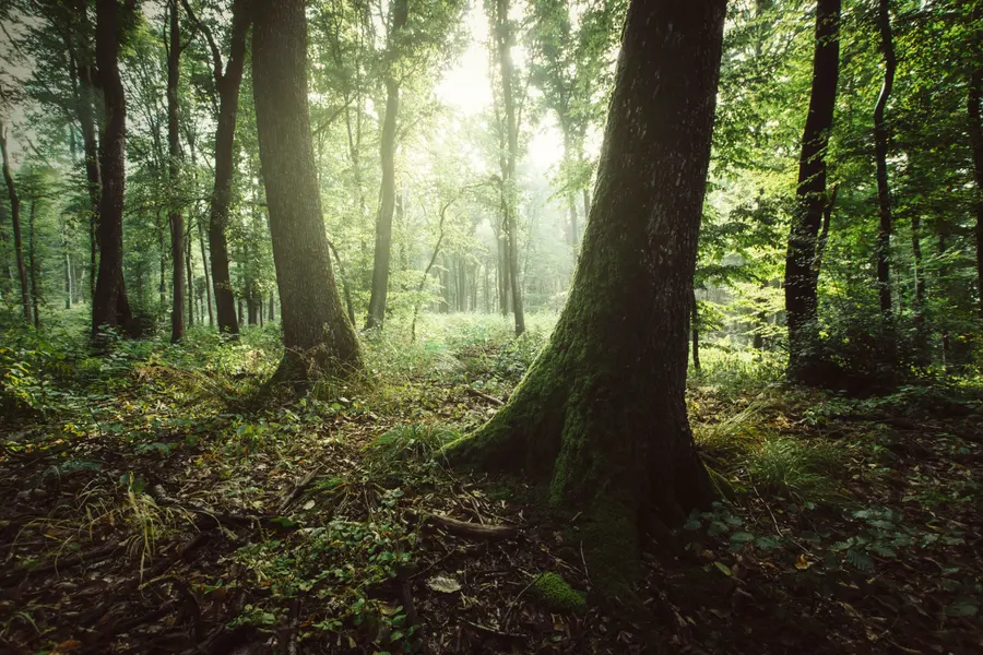 Sunlit Forest Glade — 300-piece jigsaw puzzle