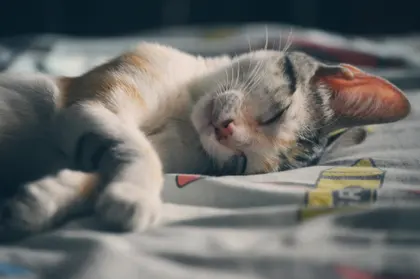 Peaceful Cat Nap — 200-piece jigsaw puzzle