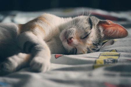 Peaceful Cat Nap — 200-piece jigsaw puzzle