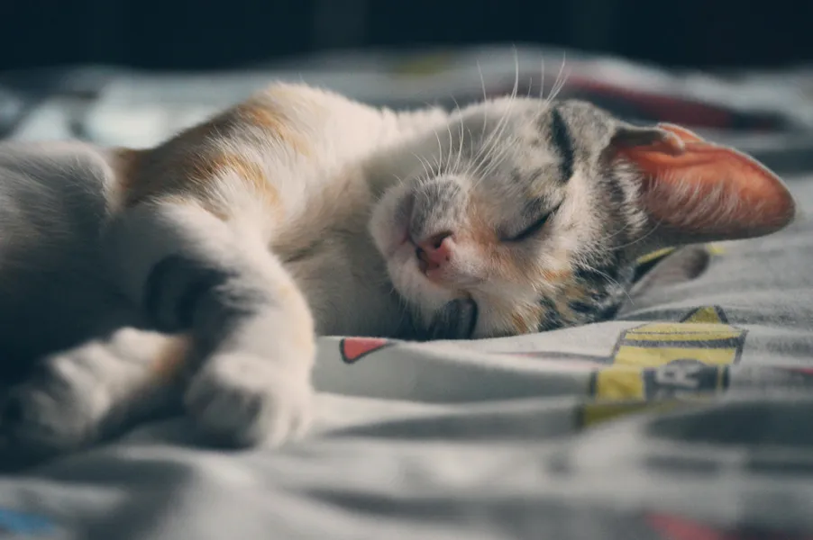 Friedlicher Katzenschlaf — 200-Teile-Puzzle