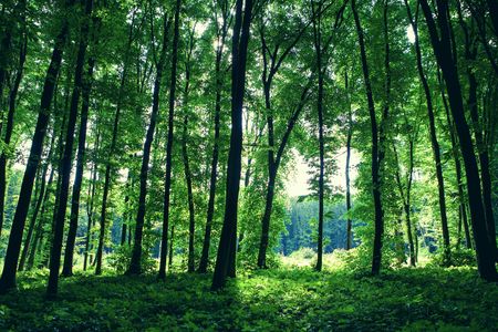 Sunlit Forest Serenity — 150-piece jigsaw puzzle
