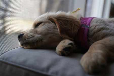 Dreamy Puppy Rest — 150-piece jigsaw puzzle