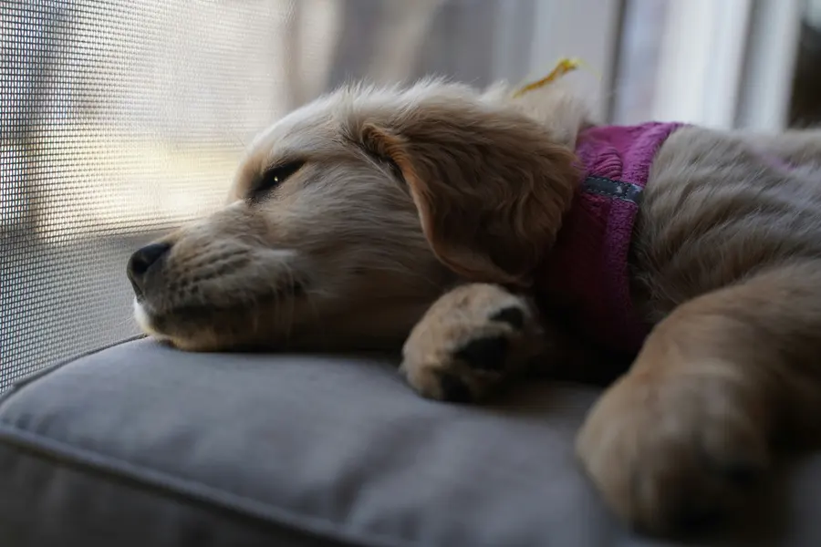 Dreamy Puppy Rest — 150-piece jigsaw puzzle
