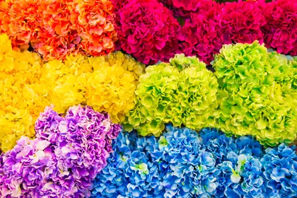 Rainbow Flower Symphony — 200-piece jigsaw puzzle