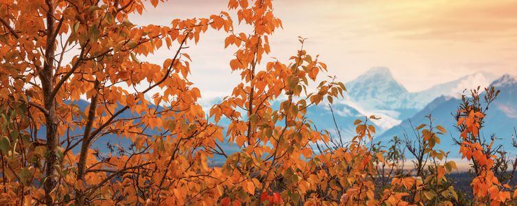 Autumn Splendor — 100-piece jigsaw puzzle