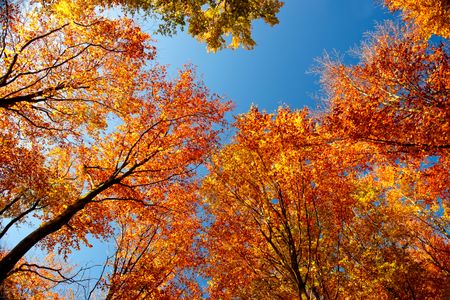 Autumn Canopy View — 300-piece jigsaw puzzle